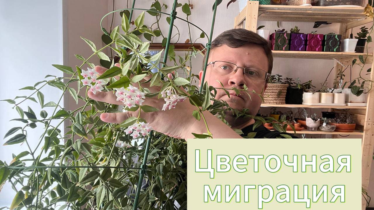 Цветочная миграция МАЙ 2025