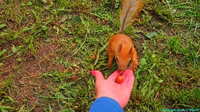 Очаровательные белочки из парка им. Горького!