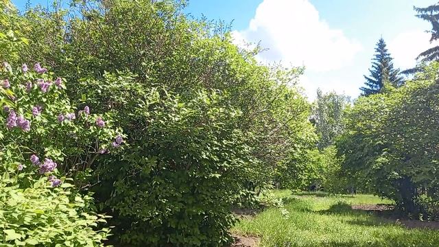 ДЕТИ УЧАТСЯ , А ВОКРУГ КРАСОТА ,,,,,ЛЕС ШКОЛЬНЫЙ