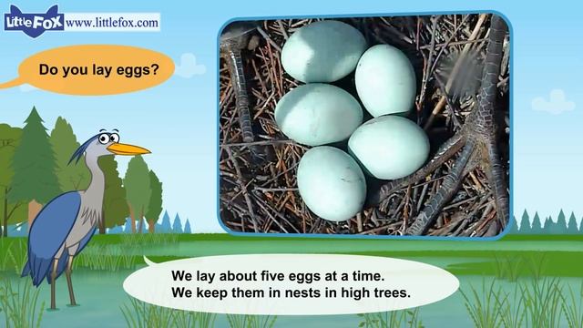 Meet the Animals 11 _ Great Blue Heron _ Wild Animals _ Little Fox _ Animated St