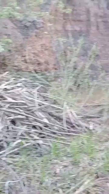 ДРУГИЕ МЕСТА для металла копа 🦫🦫🦫#металлоискатель#