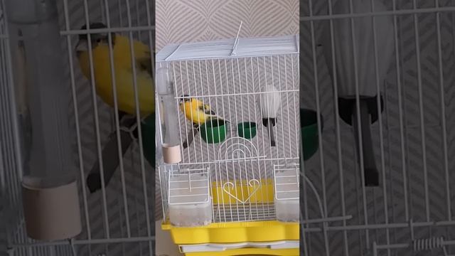 кенар