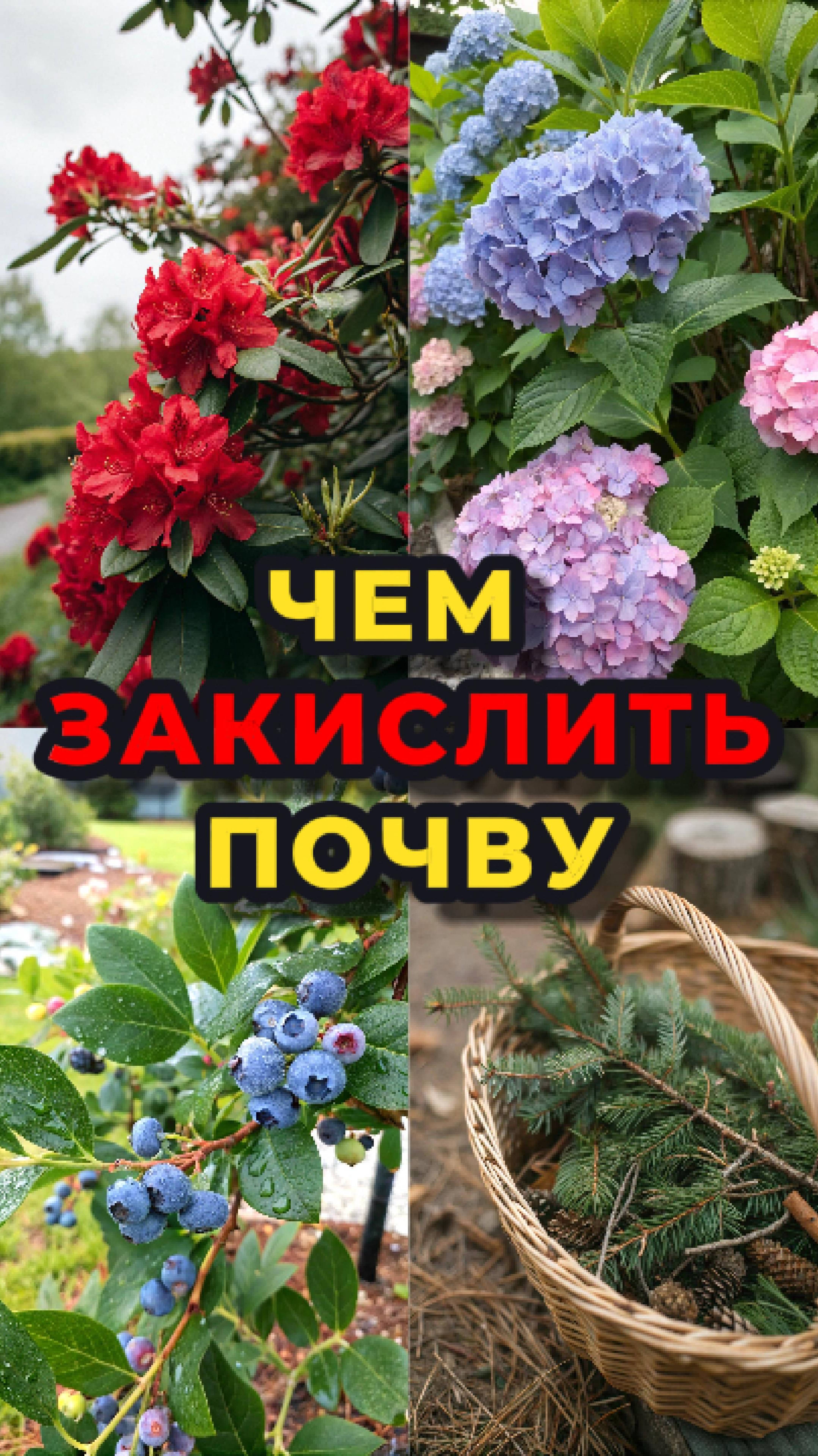 Чем ЗАКИСЛИТЬ почву?🤔🪹