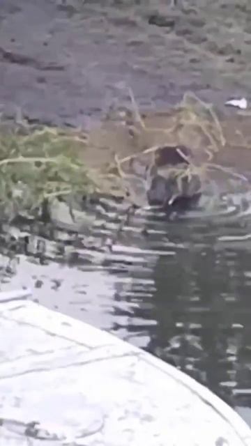 У нас на ужин полено