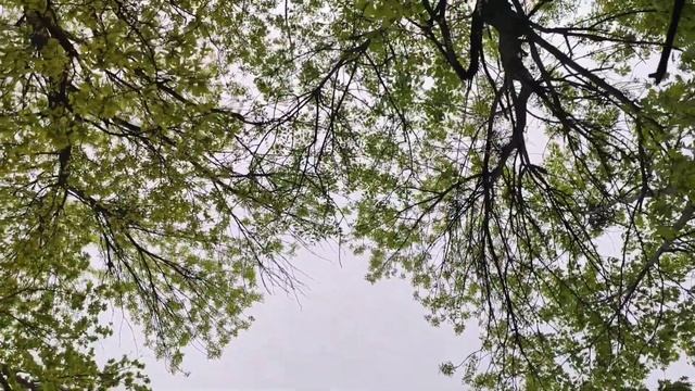 Прогулянка у Львові. Парк Знесіння. Шевченківський гай. Панська гора. Лиса гора. Гора Лева.
