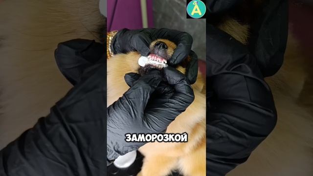 Сложные молочные зубы 🦷