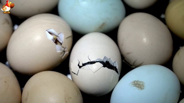 Любовь птицевода к Курочкам 🐥🐔🥚 Нежное видео 🐓 Версия (57)