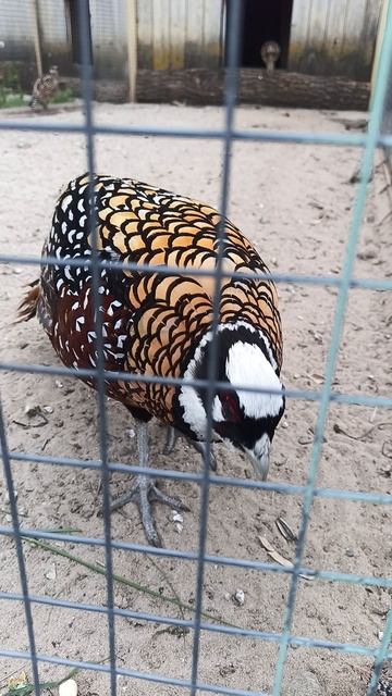 фазан королевский