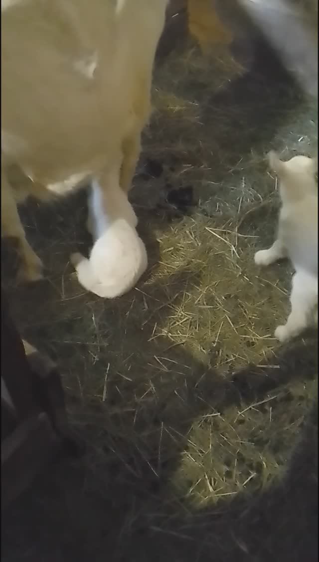 Первые  шаги козлят