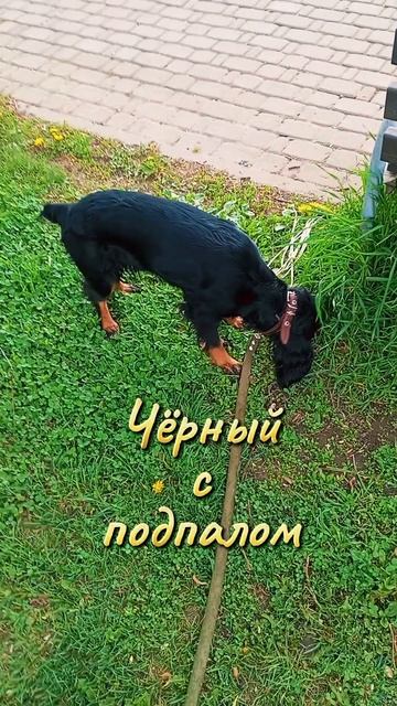 Чёрный с подпалом окрас собаки