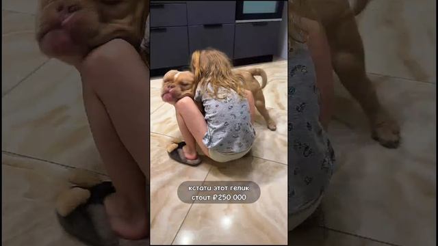 Знакомьтесь, это Гелик😉Бабушка хотела машину, но получила американского булли 🤗😂