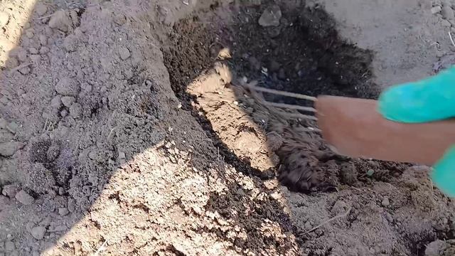 Капуста в грунт на ПМЖ.