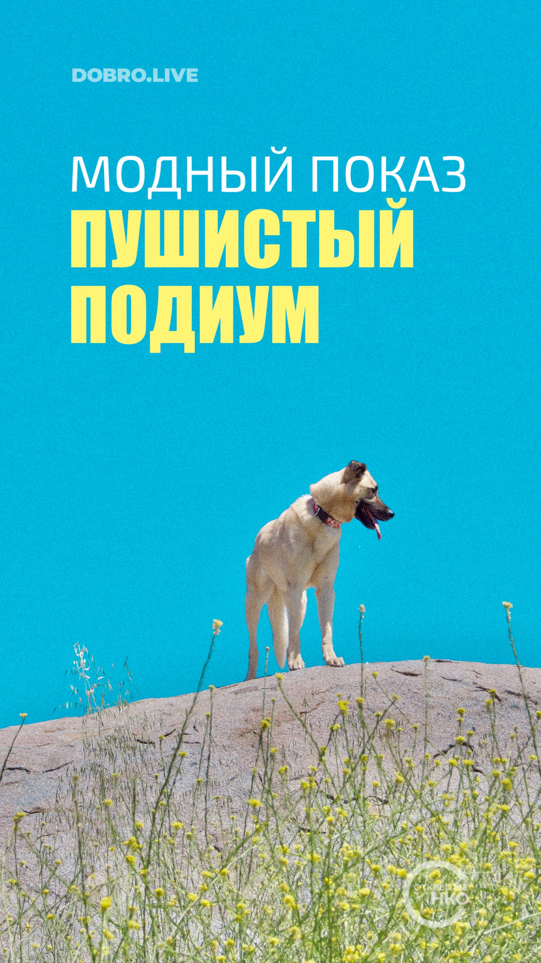 В Твери пройдет модный показ «Пушистый подиум»