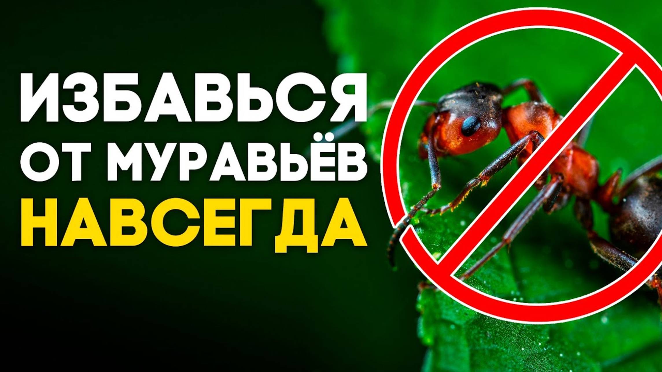 КАК ИЗБАВИТЬСЯ ОТ МУРАВЬЕВ. МУРАВЬИ УЙДУТ НАВСЕГДА!