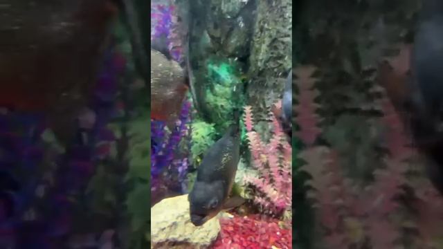 Краснодарский океанариум