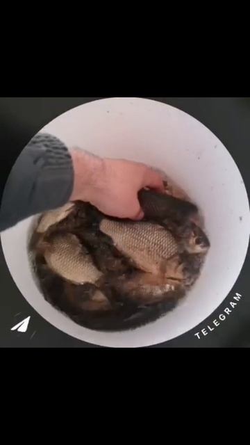 Рыбалка на Карася