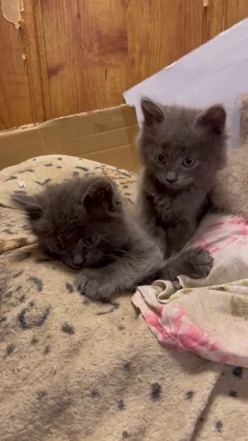 Две девочки!
Возраст 2 месяца!
Домашних выкинули на мусорник!