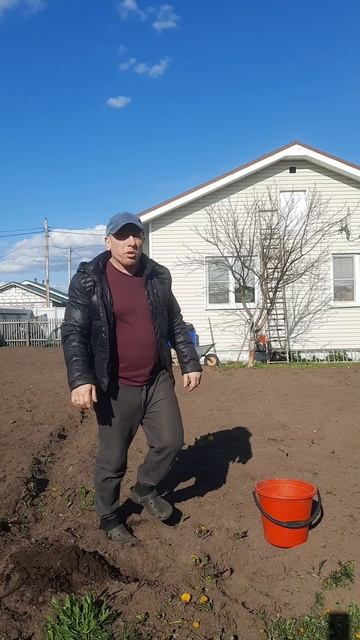 на картошку