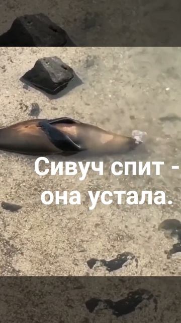 Сивуч спит, она устала.
