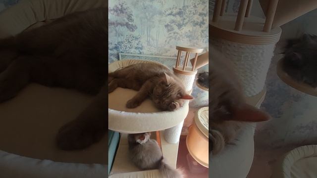 циннамоновый скоттиш страйт