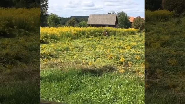 Покос травы в Колодищах / Скосить траву