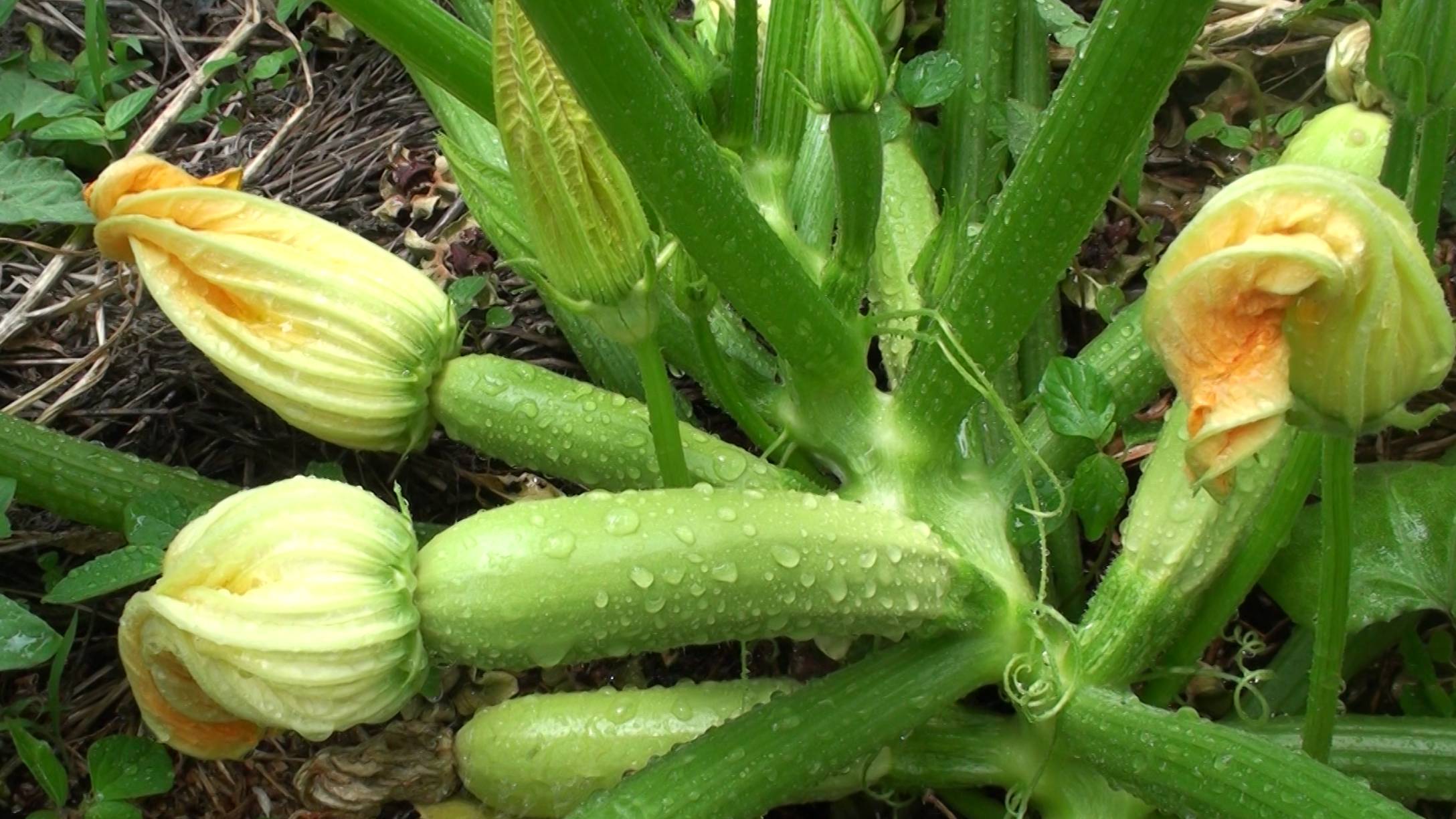 Как подготовить урожайные лунки под тыквы и кабачки. Советы опытных дачников