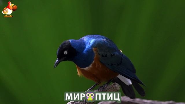 Мир птиц – красота и грация пернатых созданий Природы 🦩🦚🦜 Выпуск (134) 🦉🐦🐤