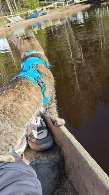 кот барсик на лодке. озеро зеркальное