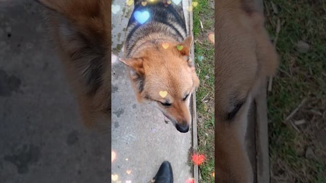 1000024029.mp4 (Собака копает землю под грядки у дома А-фрейм)