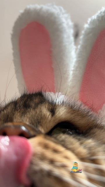 Кто-нибудь есть на Вапсапе?😹 #котики #юмор #животные