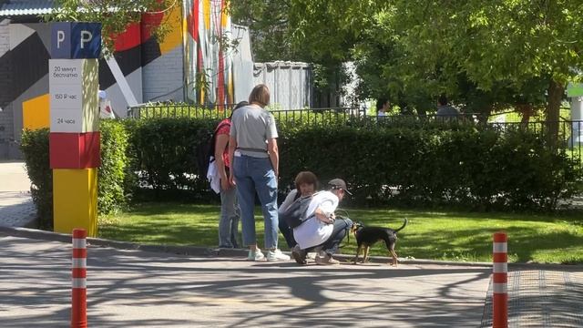 Мы СПАСЛИ эту и ещё 44 брошенные собаки ОТ ГИБЕЛИ. Нашли им вторую семью на выставке в Москве!