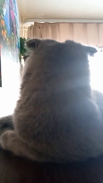 КОТ КАРТОН