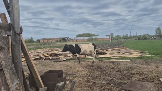 Выгнали всех/то-ли Миша нас погонит, то-ли мы его/