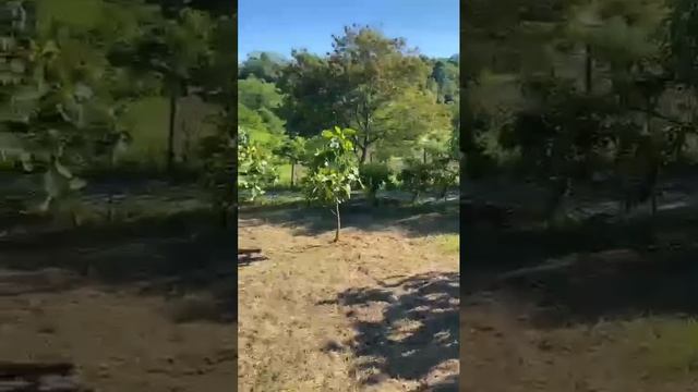 Участок у Моря Черешня