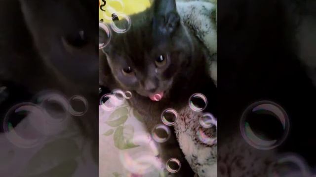 МОИ́ КОТ ДУРАК, ОН ЛЮБИТ САСАТЬ ПЛЕД.