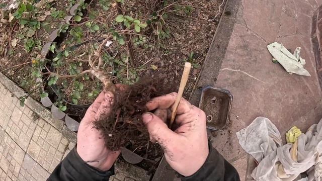 Влог #2. Весенний ПХД, группа ИГОРЬ, пересадка бонсай и ?