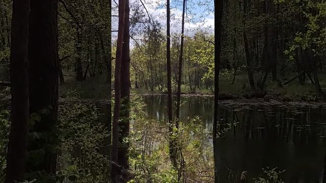 19.05.25 Дикое оз. Якубово
