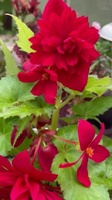 Бегония Иллюминейшн Скарлет #цветы #растения #уход #flowers