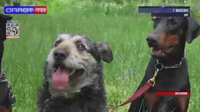 Студенты-кинологи в Макеевке