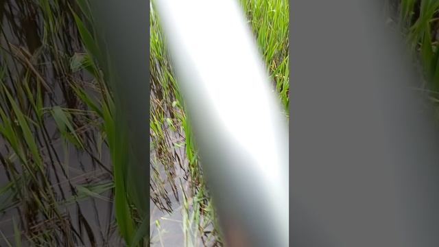 1000012906.mp4