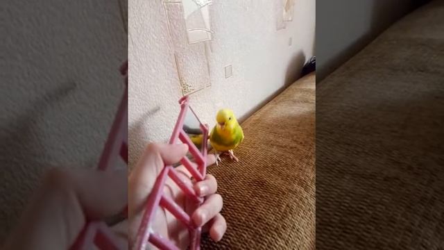 Мики любит зеркало часть 1
