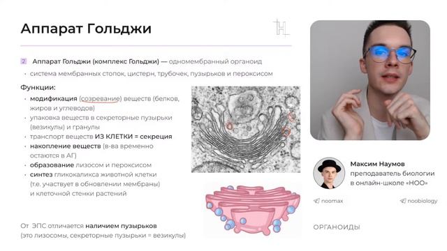 ОРГАНОИДЫ. СТРОЕНИЕ. ФУНКЦИИ | ЕГЭ ПО БИОЛОГИИ | НОО