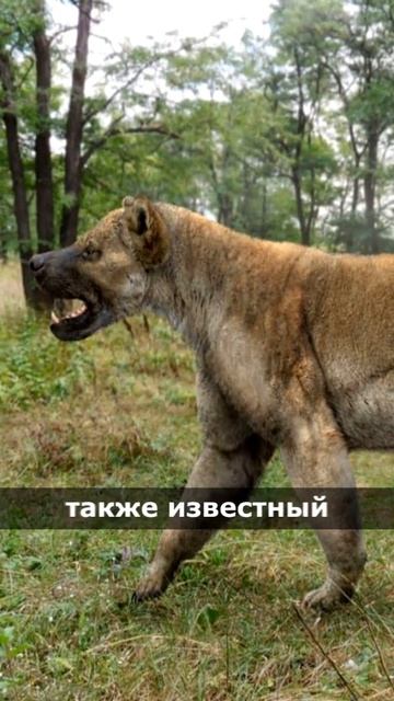 Какими они были,наши питомцы? 
Интересная градация.