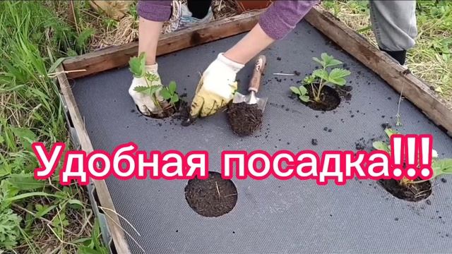 Грядках для клубники