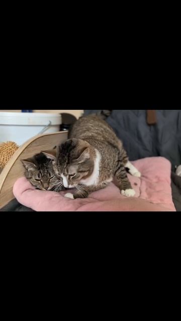 котики