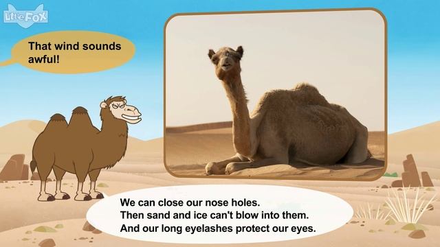Meet the Animals 35_ Camel _ Level 2 _ By Little Fox