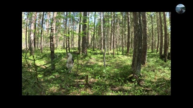 Тайга и большое путешествие!