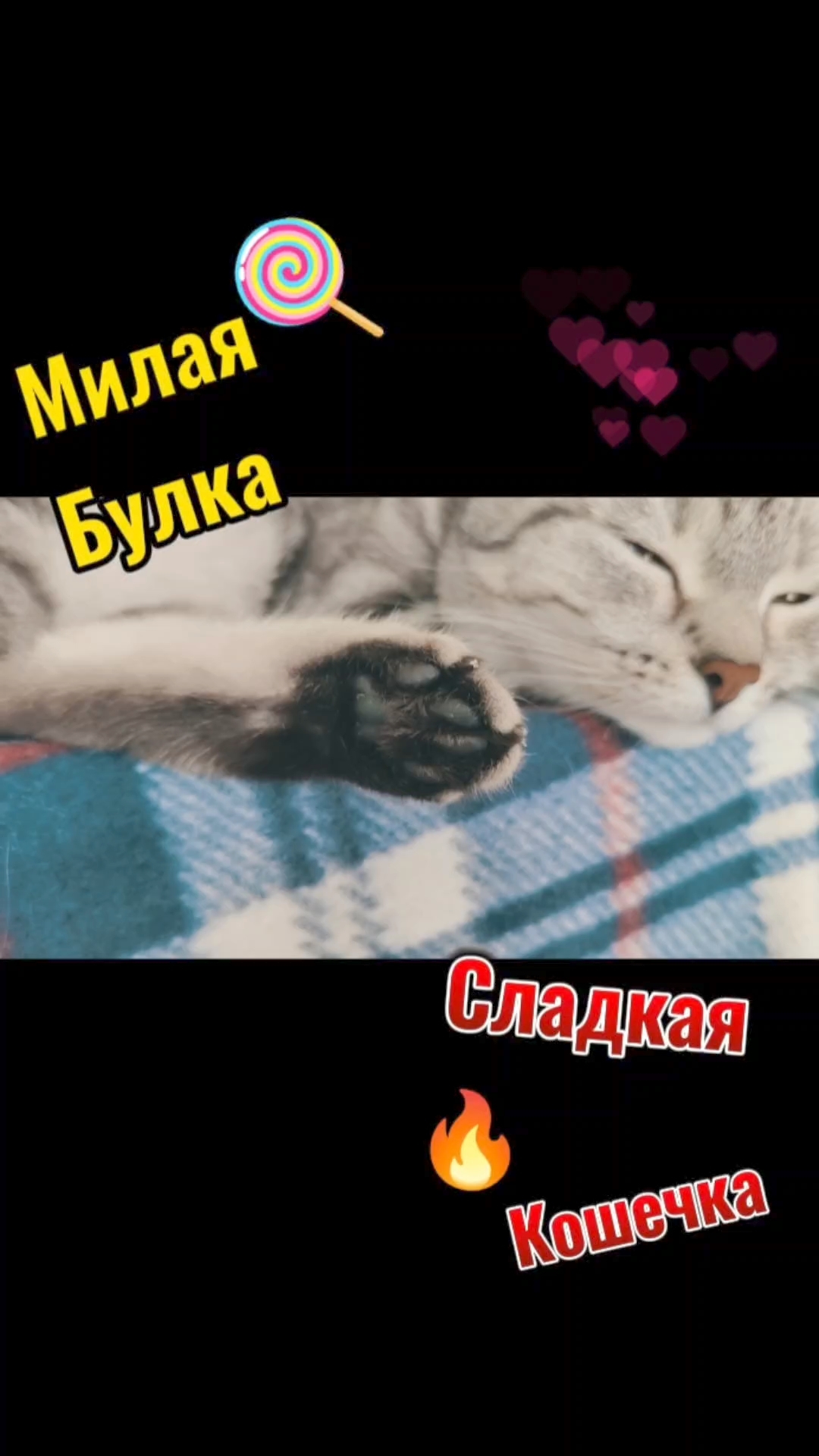 Милая кошечка