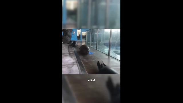 Смешные тюлени (2025 год)