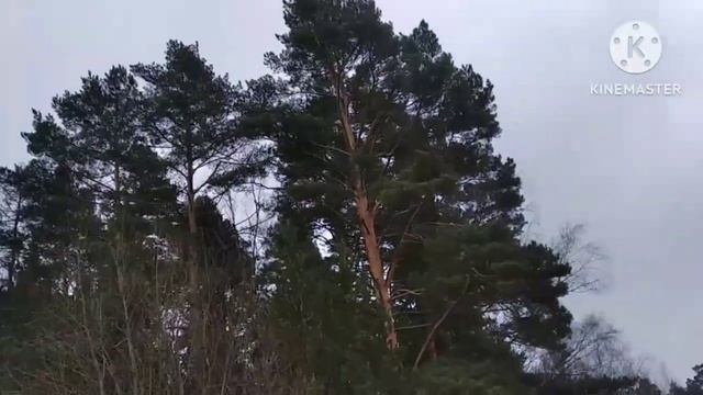 Казачья песня "Ой, при лужку, при лужке" на блок-флейте
